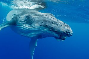 Whale Watching - Baby Buckelwal Tonga beim Schwimmen mit Walen