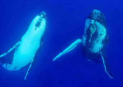 Tonga – Schwimmen mit Buckelwalen