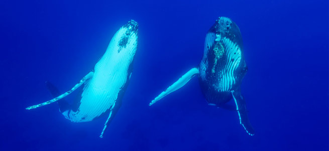 Tonga – Schwimmen mit Buckelwalen