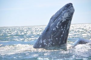 OCEANO WHALE WATCHING - Grauwale in der Baja California, 2018