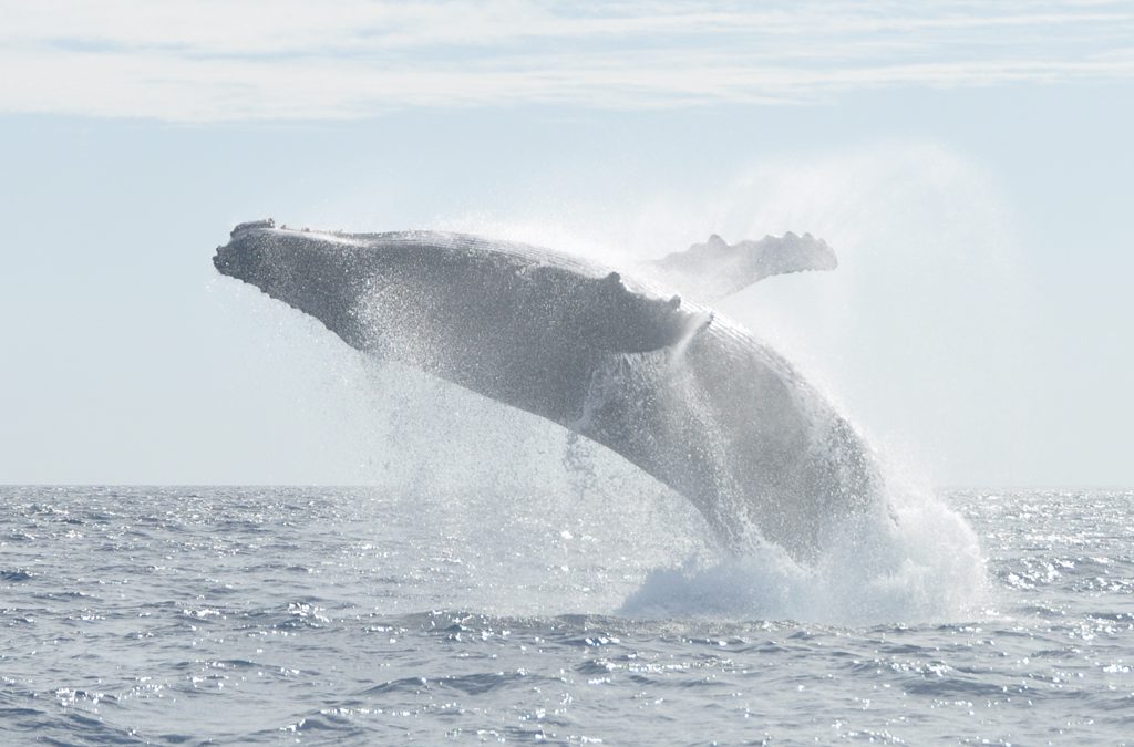 Springender Buckelwal vor Tonga